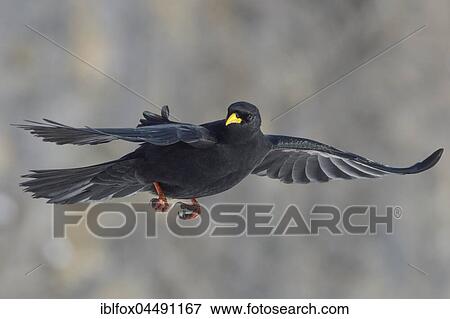 Stock Photo - Alpine Chough (Pyrrhocorax graculus) in flight, Tyrol, Austria, Europe. Fotosearch