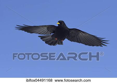 Stock Photo - Alpine Chough (Pyrrhocorax graculus) in flight, Tyrol, Austria, Europe. Fotosearch