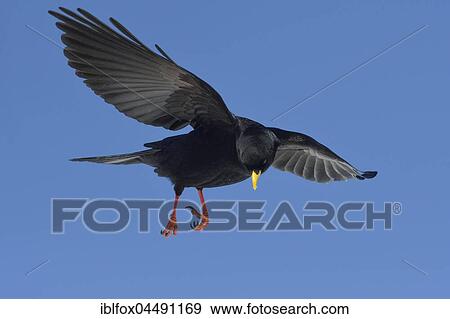 Alpine Chough (Pyrrhocorax graculus) in flight, Tyrol, Austria, Europe View Large Photo Image Stock Photo - Alpine Chough (Pyrrhocorax graculus) in flight, Tyrol, Austria, Europe. Fotosearch