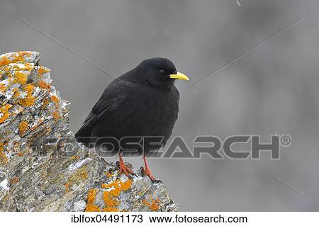 Alpine Chough (Pyrrhocorax graculus) on rock with lichen, Tyrol, Austria, Europe View Large Photo Image Stock Image - Alpine Chough (Pyrrhocorax graculus) on rock with lichen, Tyrol, Austria, Europe. Fotosearch