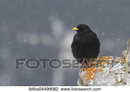 Alpine Chough (Pyrrhocorax graculus) on rocks with snowfall, Tyrol, Austria, Europe View Large Photo Image Stock Image - Alpine Chough (Pyrrhocorax graculus) on rocks with snowfall, Tyrol, Austria, Europe. Fotosearch