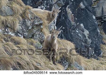 Picture - Alpine ibex (Capra ibex), Adult female and young in the rock, Tyrol, Austria, Europe. Fotosearch