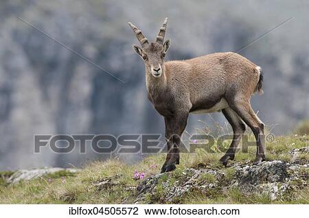 Alpine ibex (Capra ibex), juvenile standing in mountain meadow, Carinthia, Austria, Europe View Large Photo Image Stock Image - Alpine ibex (Capra ibex), juvenile standing in mountain meadow, Carinthia, Austria, Europe. Fotosearch