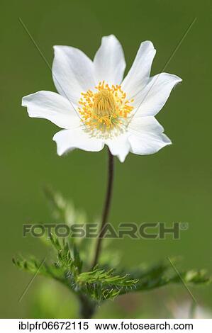 Alpine pasqueflower (Pulsatilla alpina), cowbell, Alps, Austria, Europe View Large Photo Image Stock Photography - Alpine pasqueflower (Pulsatilla alpina), cowbell, Alps, Austria, Europe. Fotosearch