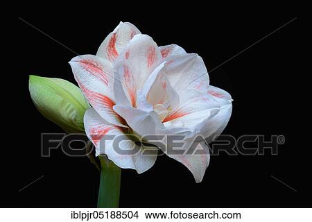Picture - Amaryllis hippeastrum, nymph, star of knights, flower. Fotosearch