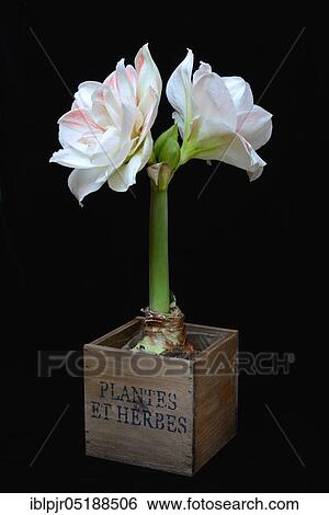 Stock Photograph - Amaryllis hippeastrum, Nymph, Star of Chivalry. Fotosearch