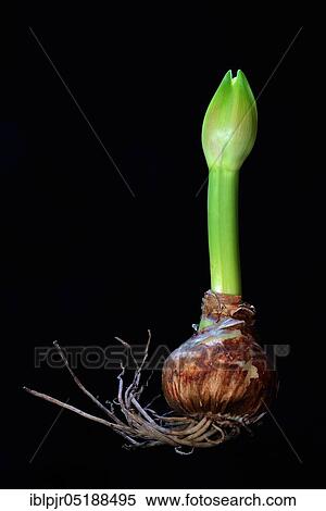 Amaryllis hippeastrum, Nymph, Star of Knights, sprouting onion, sprouting tuber View Large Photo Image Stock Photography - Amaryllis hippeastrum, Nymph, Star of Knights, sprouting onion, sprouting tuber. Fotosearch
