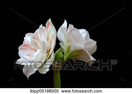 Amaryllis hippeastrum, nymph, star of knights, flower View Large Photo Image Stock Photography - Amaryllis hippeastrum, nymph, star of knights, flower. Fotosearch