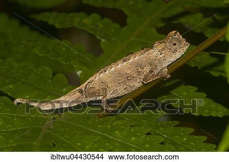 Amber Mountain leaf chameleon (Brookesia ambreensis), on fern in Montagne d'Ambre National Park, northern Madagascar, Madagascar, Africa View Large Photo Image Picture - Amber Mountain leaf chameleon (Brookesia ambreensis), on fern in Montagne d'Ambre National Park, northern Madagascar, Madagascar, Africa. Fotosearch