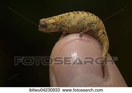 Amber Mountain leaf chameleon (Brookesia karchei) on finger, rainforest, Marojejy National Park, Southern Highlands, Madagascar, Africa View Large Photo Image Stock Image - Amber Mountain leaf chameleon (Brookesia karchei) on finger, rainforest, Marojejy National Park, Southern Highlands, Madagascar, Africa. Fotosearch