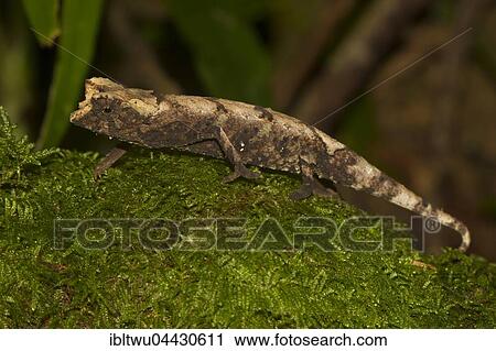 Stock Image - Amber Mountain leaf chameleon (Brookesia ambreensis) on moss in Montagne d'Ambre National Park, northern Madagascar, Madagascar, Africa. Fotosearch