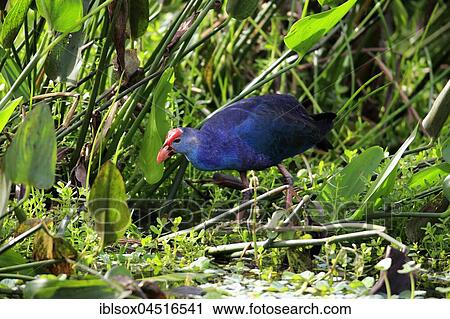 American purple gallinule (Porphyrio martinicus) between aquatic plants, adult on food search, Wakodahatchee Wetlands, Delray Beach, Florida, USA, North America View Large Photo Image Stock Image - American purple gallinule (Porphyrio martinicus) between aquatic plants, adult on food search, Wakodahatchee Wetlands, Delray Beach, Florida, USA, North America. Fotosearch