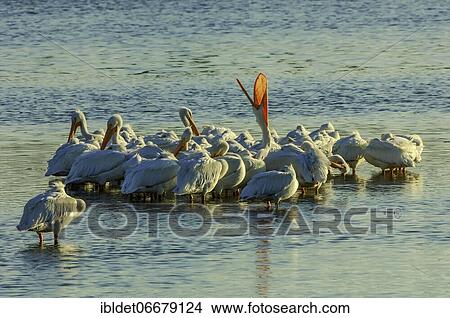 American white pelican (Pelecanus erythrorhynchos), Sanibe, Iceland, Europe View Large Photo Image Picture - American white pelican (Pelecanus erythrorhynchos), Sanibe, Iceland, Europe. Fotosearch