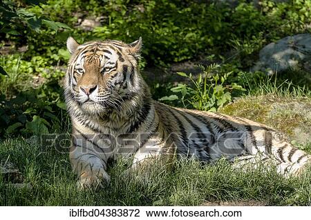 Stock Image - Amur Tiger (Panthera tigris altaica) is lying on the ground, captive, Leipzig, Saxony, Germany, Europe. Fotosearch