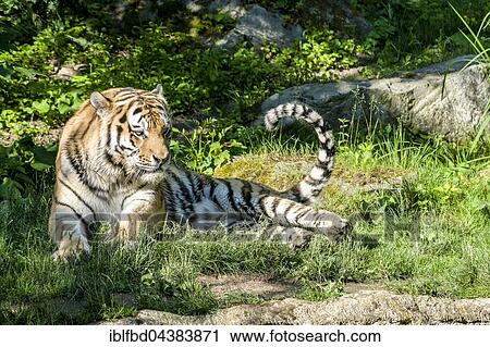 Stock Image - Amur Tiger (Panthera tigris altaica), lying on the ground, captive, Leipzig, Saxony, Germany, Europe. Fotosearch