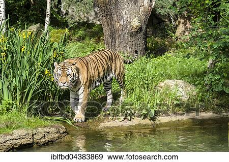 Amur Tiger (Panthera tigris altaica), walking along a waterhole, captive, Leipzig, Saxony, Germany, Europe View Large Photo Image Stock Photo - Amur Tiger (Panthera tigris altaica), walking along a waterhole, captive, Leipzig, Saxony, Germany, Europe. Fotosearch
