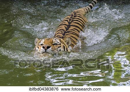 Amur Tiger (Panthera tigris altaica), swimming in a waterhole, captive, Leipzig, Saxony, Germany, Europe View Large Photo Image Stock Photograph - Amur Tiger (Panthera tigris altaica), swimming in a waterhole, captive, Leipzig, Saxony, Germany, Europe. Fotosearch