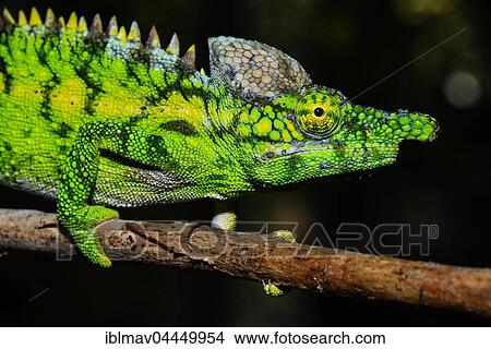 Antimena chameleon (Furcifer antimena), male, Reniala Reserve, Ifaty, Madagascar, Africa View Large Photo Image Picture - Antimena chameleon (Furcifer antimena), male, Reniala Reserve, Ifaty, Madagascar, Africa. Fotosearch