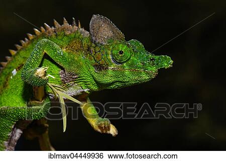 Antimena chameleon (Furcifer antimena), male, Zombitse-Vohibasia National Park, Madagascar, Africa View Large Photo Image Stock Photograph - Antimena chameleon (Furcifer antimena), male, Zombitse-Vohibasia National Park, Madagascar, Africa. Fotosearch
