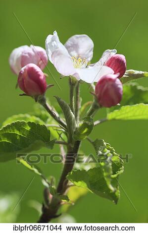 Picture - Apple tree blossom in spring, Switzerland, Europe. Fotosearch