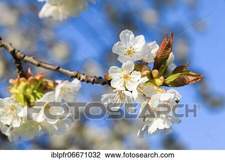 Apple tree blossom in spring, Switzerland, Europe View Large Photo Image Stock Image - Apple tree blossom in spring, Switzerland, Europe. Fotosearch
