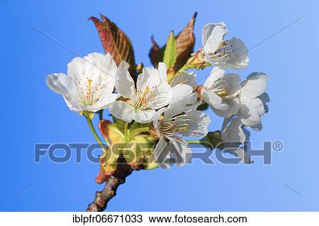 Apple tree blossom in spring, Switzerland, Europe View Large Photo Image Stock Image - Apple tree blossom in spring, Switzerland, Europe. Fotosearch