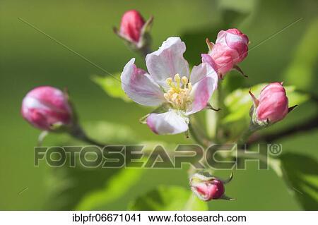 Stock Image - Apple tree blossom in spring, Switzerland, Europe. Fotosearch