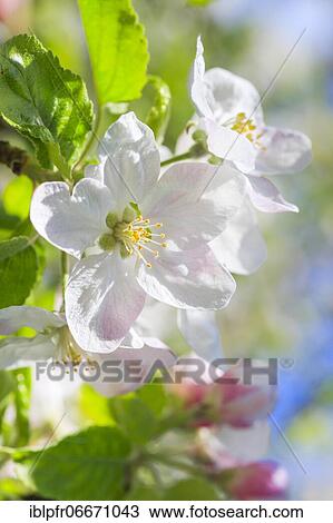 Apple tree blossom in spring, Switzerland, Europe View Large Photo Image Stock Image - Apple tree blossom in spring, Switzerland, Europe. Fotosearch