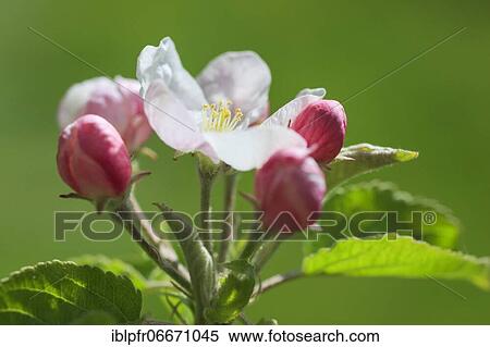 Apple tree blossom in spring, Switzerland, Europe View Large Photo Image Stock Photography - Apple tree blossom in spring, Switzerland, Europe. Fotosearch