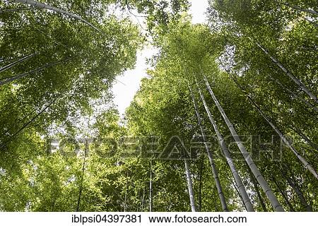 Arashiyama Bamboo Grove, Kyoto View Large Photo Image Stock Image - Arashiyama Bamboo Grove, Kyoto. Fotosearch
