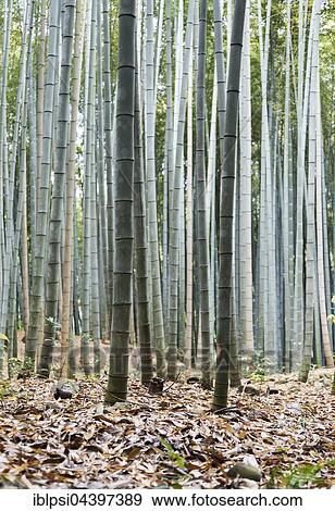 Arashiyama Bamboo Grove, Kyoto View Large Photo Image Stock Photo - Arashiyama Bamboo Grove, Kyoto. Fotosearch