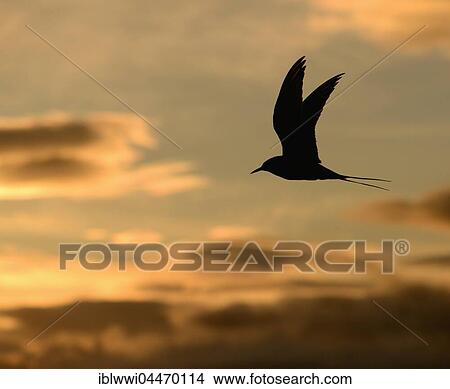 Picture - Arctic Tern (Sterna paradisaea) in flight, midnight sun, Varanger, Norway, Europe. Fotosearch