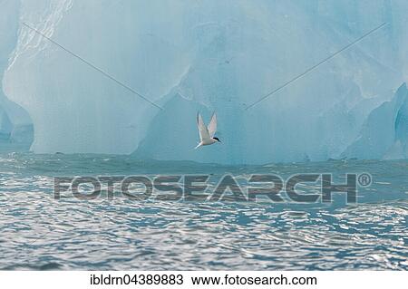 Stock Image - Arctic tern (Sterna paradisaea) in front of iceberg, in flight, Spitsbergen or Svalbard, Norway, Europe. Fotosearch