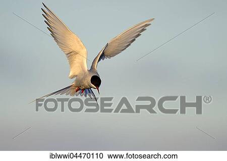 Stock Image - Arctic Tern (Sterna paradisaea) in flight, Varanger, Norway, Europe. Fotosearch