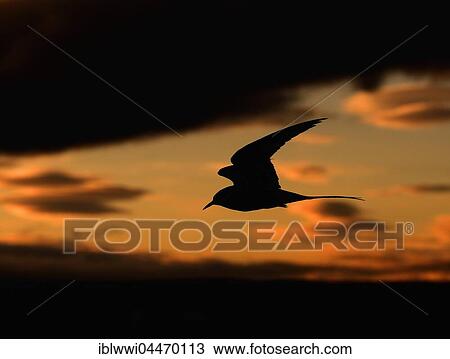 Arctic Tern (Sterna paradisaea) in flight, midnight sun, Varanger, Norway, Europe View Large Photo Image Stock Image - Arctic Tern (Sterna paradisaea) in flight, midnight sun, Varanger, Norway, Europe. Fotosearch