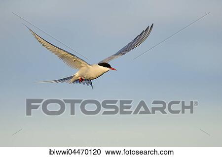 Stock Image - Arctic Tern (Sterna paradisaea) in flight, Varanger, Norway, Europe. Fotosearch