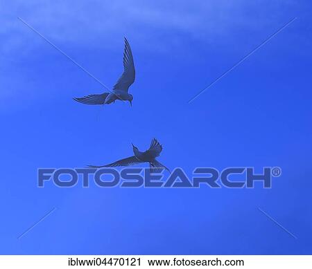 Arctic Tern (Sterna paradisaea) in flight, midnight sun, Varanger, Norway, Europe View Large Photo Image Stock Image - Arctic Tern (Sterna paradisaea) in flight, midnight sun, Varanger, Norway, Europe. Fotosearch