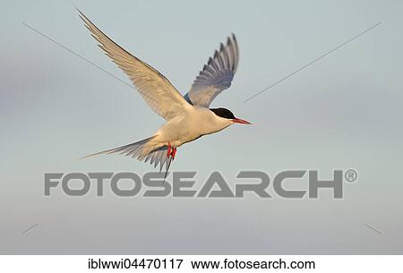 Stock Photo - Arctic Tern (Sterna paradisaea) in flight, Varanger, Norway, Europe. Fotosearch