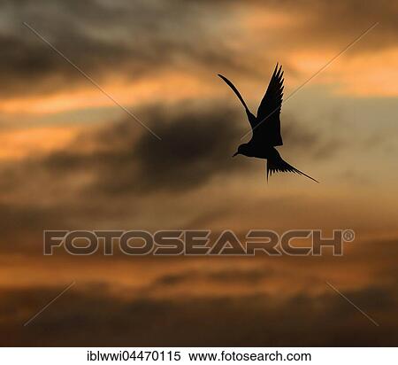 Stock Photography - Arctic Tern (Sterna paradisaea) in flight, midnight sun, Varanger, Norway, Europe. Fotosearch