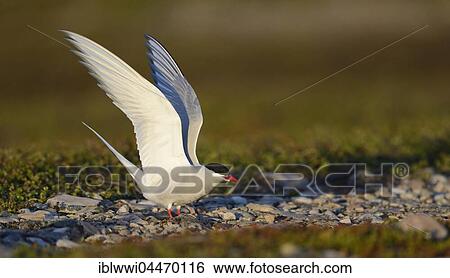 Stock Photograph - Arctic Tern (Sterna paradisaea) lands, Varanger, Norway, Europe. Fotosearch