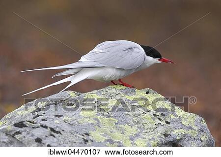 Stock Photo - Arctic Tern (Sterna paradisaea), Varanger, Norway, Europe. Fotosearch