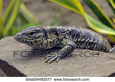 Argentine Black White Tegu (Tupinambis merianae), captive, occurrence Argentina View Large Photo Image Stock Photo - Argentine Black White Tegu (Tupinambis merianae), captive, occurrence Argentina. Fotosearch