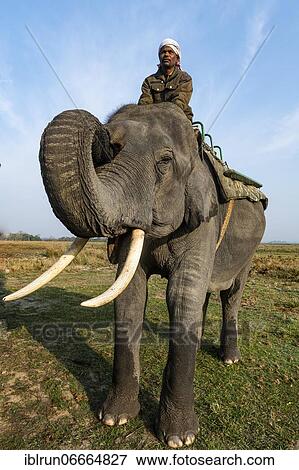 Asian elephant (Elephas maximus), Unesco world heritage site, Kaziranga National Park, Assam, India, Asia View Large Photo Image Stock Photo - Asian elephant (Elephas maximus), Unesco world heritage site, Kaziranga National Park, Assam, India, Asia. Fotosearch