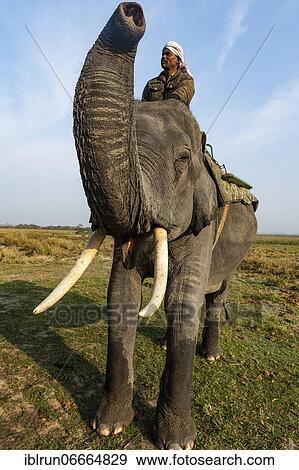 Asian elephant (Elephas maximus), Unesco world heritage site, Kaziranga National Park, Assam, India, Asia View Large Photo Image Stock Photo - Asian elephant (Elephas maximus), Unesco world heritage site, Kaziranga National Park, Assam, India, Asia. Fotosearch