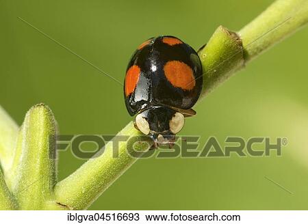 Asian ladybug (Harmonia axyridis) on plant stem, Neobiont, Switzerland, Europe View Large Photo Image Stock Image - Asian ladybug (Harmonia axyridis) on plant stem, Neobiont, Switzerland, Europe. Fotosearch