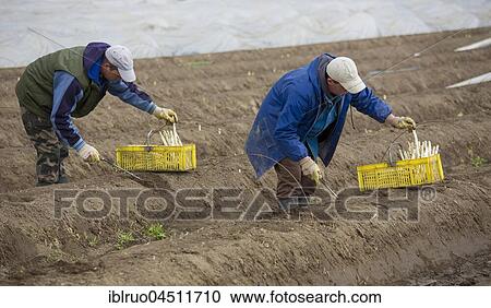 Stock Image - Asparagus harvest, asparagus field, workers cutting asparagus, asparagus farm Schulte-Scherlebeck, Herten, Ruhr district, North Rhine-Westphalia, Germany, Europe. Fotosearch
