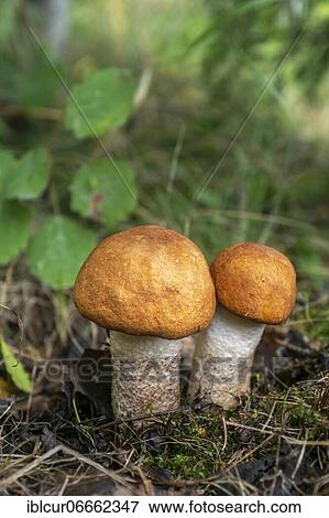 Aspen redcap, white-stemmed redcap (Leccinum leucopodium), Karolinenfield, Thuringia, Germany, Europe View Large Photo Image Stock Photo - Aspen redcap, white-stemmed redcap (Leccinum leucopodium), Karolinenfield, Thuringia, Germany, Europe. Fotosearch