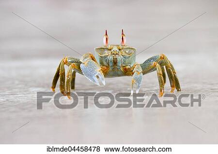 Atlantic Ghost Crab (Ocypode quadrata), Grand Anse, Praslin Island, Seychelles, Africa View Large Photo Image Stock Photo - Atlantic Ghost Crab (Ocypode quadrata), Grand Anse, Praslin Island, Seychelles, Africa. Fotosearch