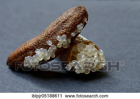 Stock Image - Australian finger lime, finger lime, Microcitrus australasica, lime caviar, lime caviar. Fotosearch