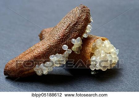 Stock Image - Australian finger lime, finger lime, Microcitrus australasica, lime caviar, lime caviar. Fotosearch